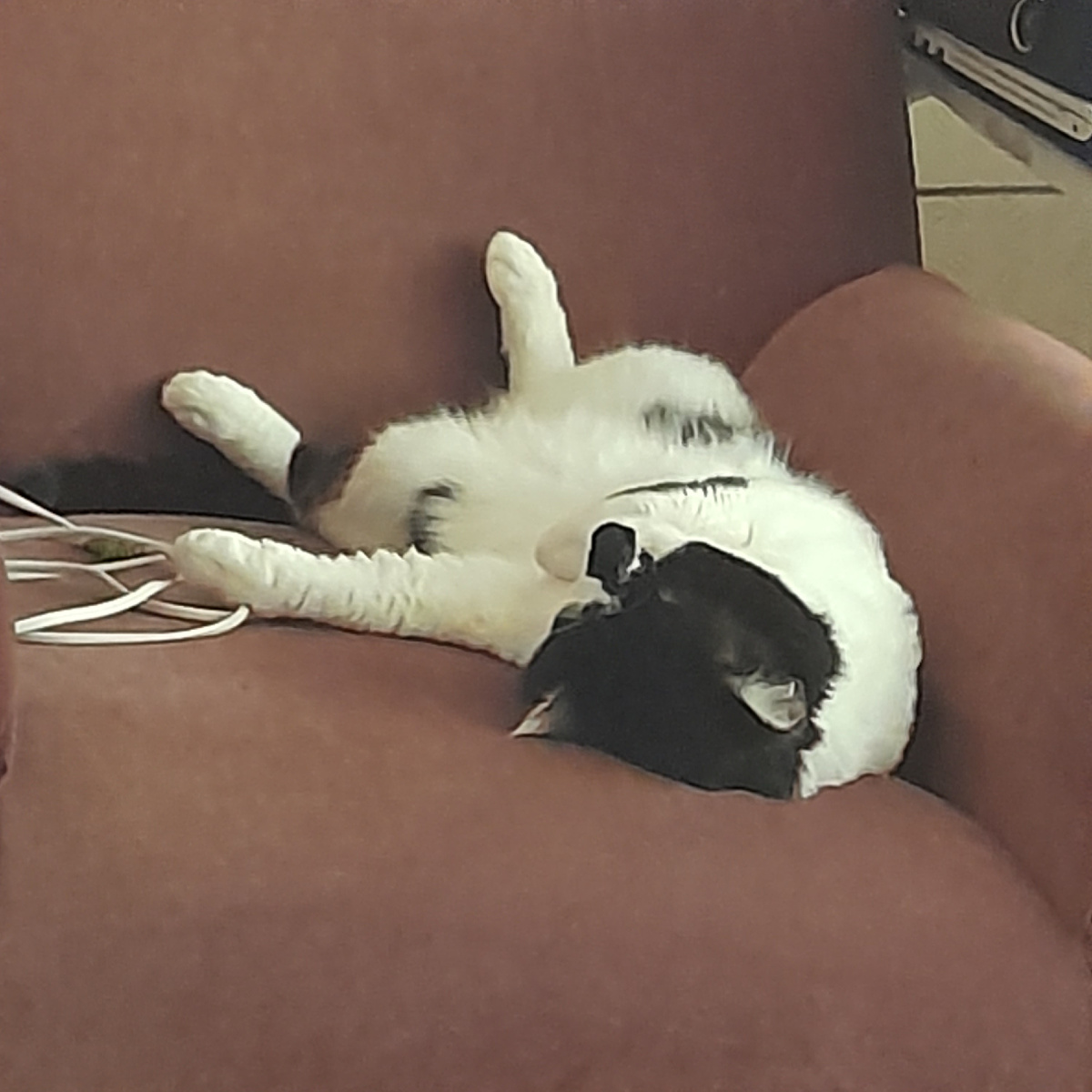 Фото автора.  Хорошо дома! А на даче лучше!