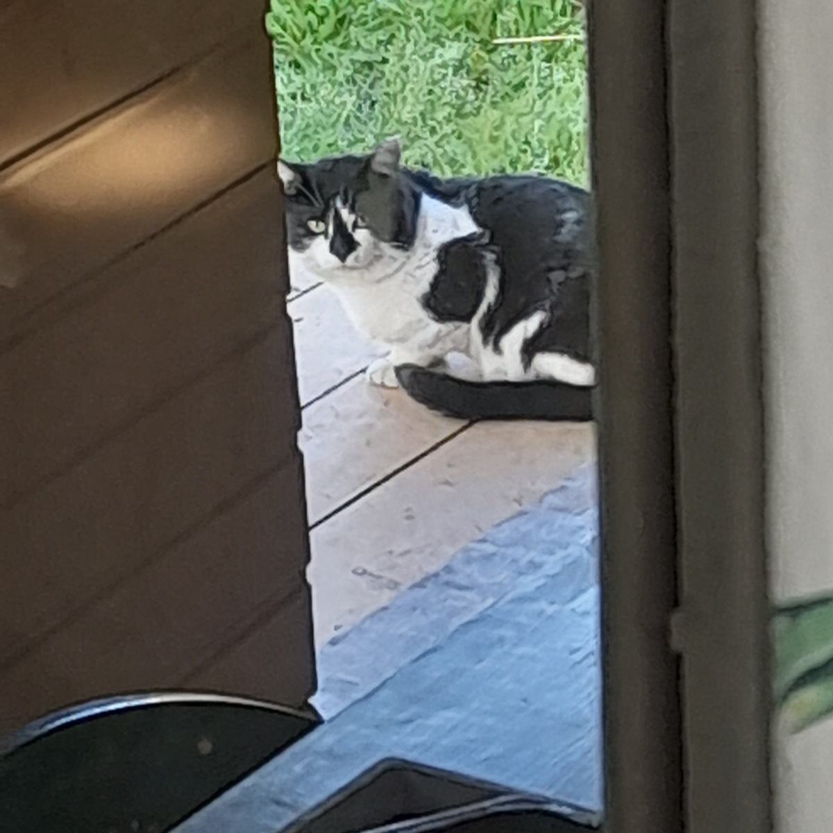 Фото автора. Охраняю дачу