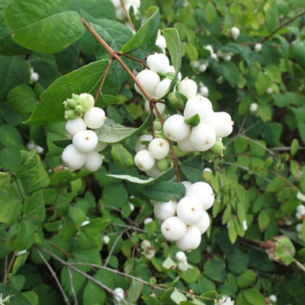 Фото: знакомый с детства снежноягодник