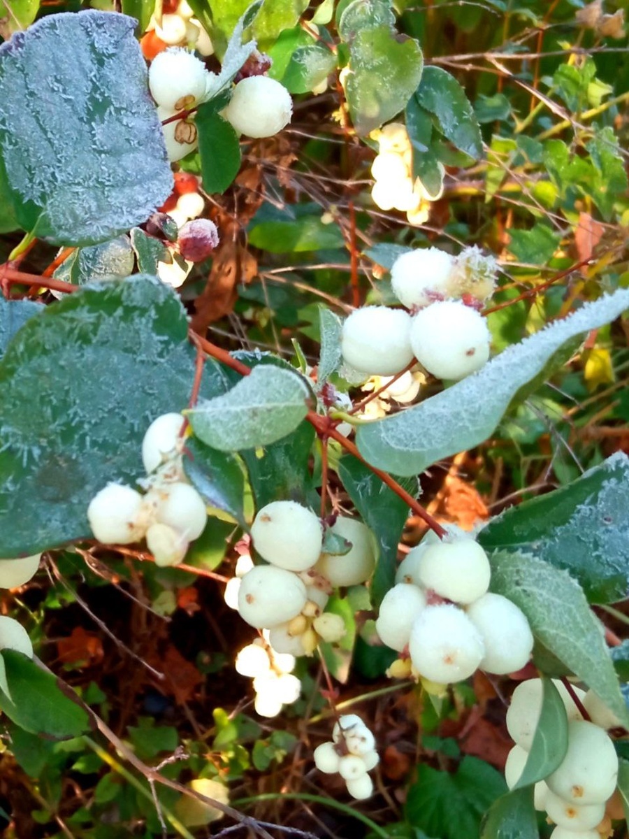 Маленькие снежные шарики украшают кусты. Фото автора. Смотрите галерею.