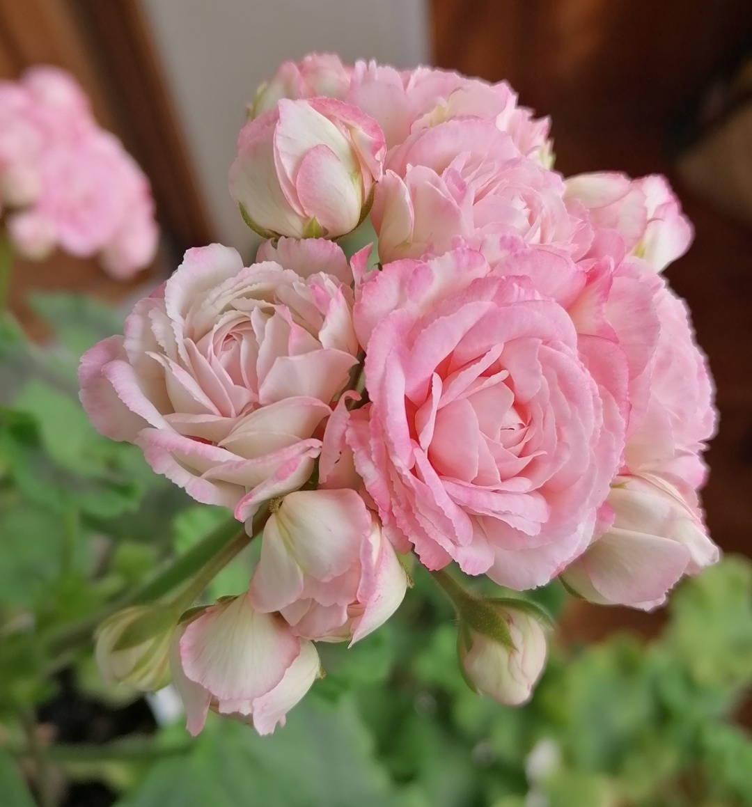 Denis Sutarve.💔💗💔 Бесподобен! Он здесь просто для красоты) Кто-то из подписчиков спрашивал, что же это сорта такие у граней , что розами цветут? Это розебуды, друзья! И вот этот сорт для меня - король розебудов! 😍😍😍