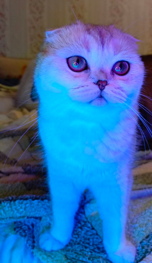 Шотландская кошечка Роза