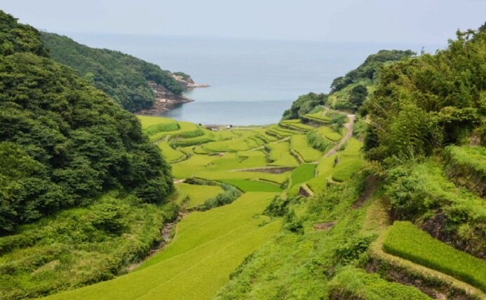 ОСТРОВ КЮСЮ: террасное земледелие. (vsegda pomnim.com)