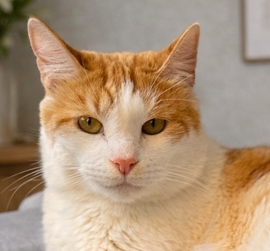 😽Котя не теряет надежды найти дом и своего человека🏡