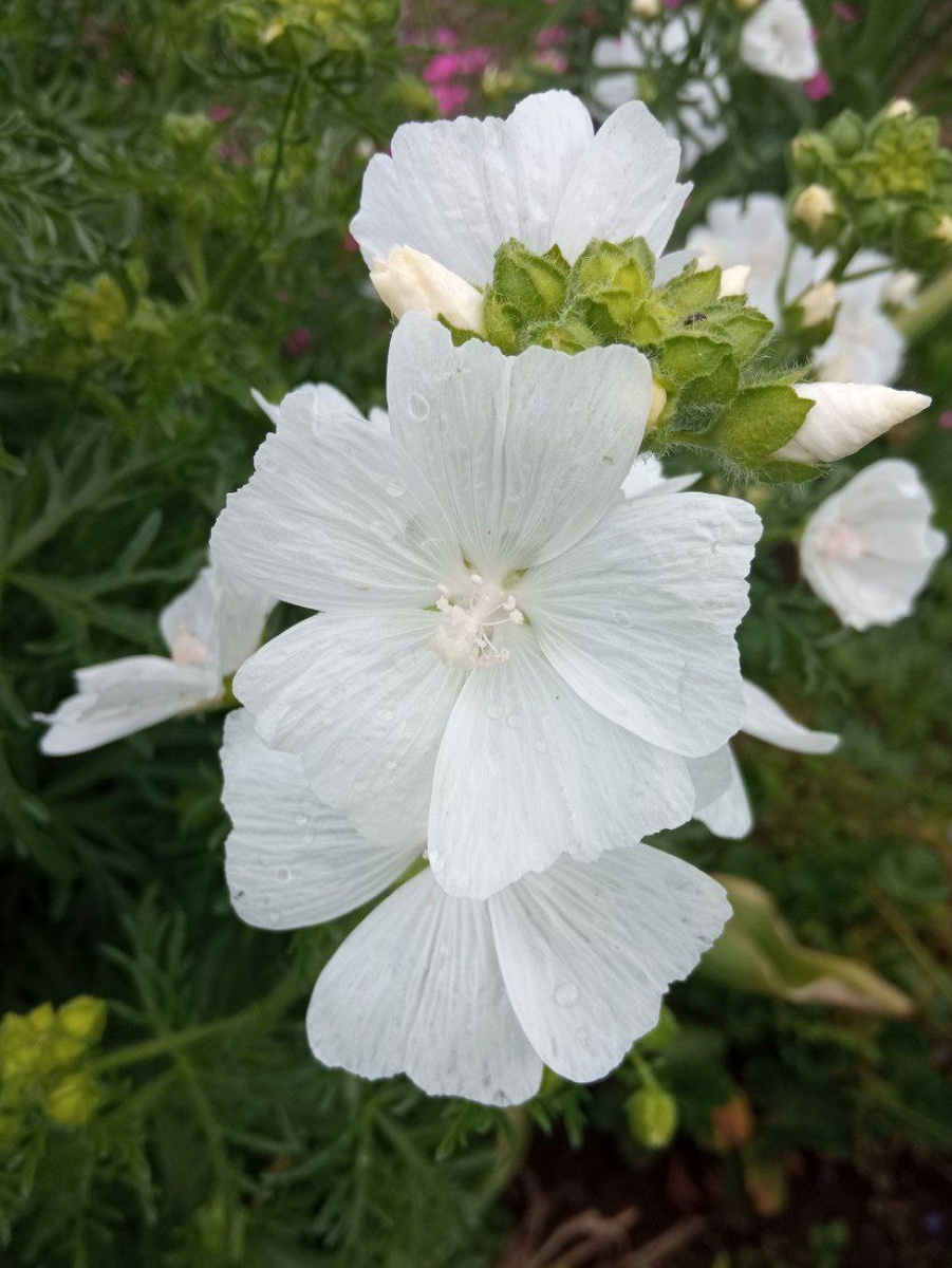 Фото автора. Листайте вправо.