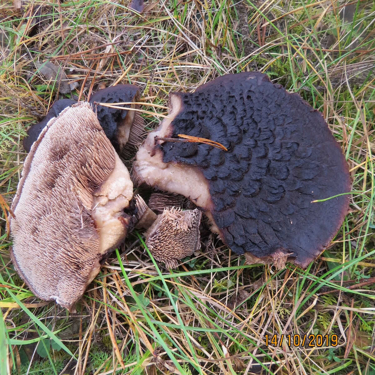 Фото автора. Уже сбитый кем-то и разломанный ежовик пестрый( или черепитчатый?).