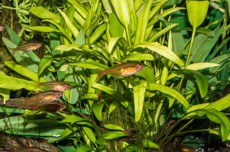 Криптокорины – травянистые растения семейства ароидные, которые пользуется широкой популярностью у аквариумистов. Любимы многими, в том числе начинающими, аквариумистами, за относительную простоту в уходе.