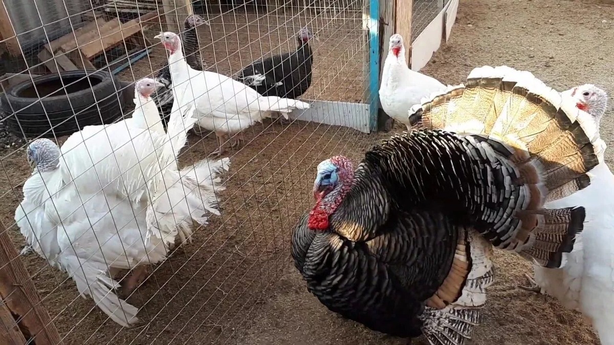 Взято из открытых источников.