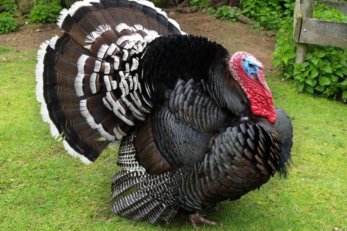 Взято из открытых источников.