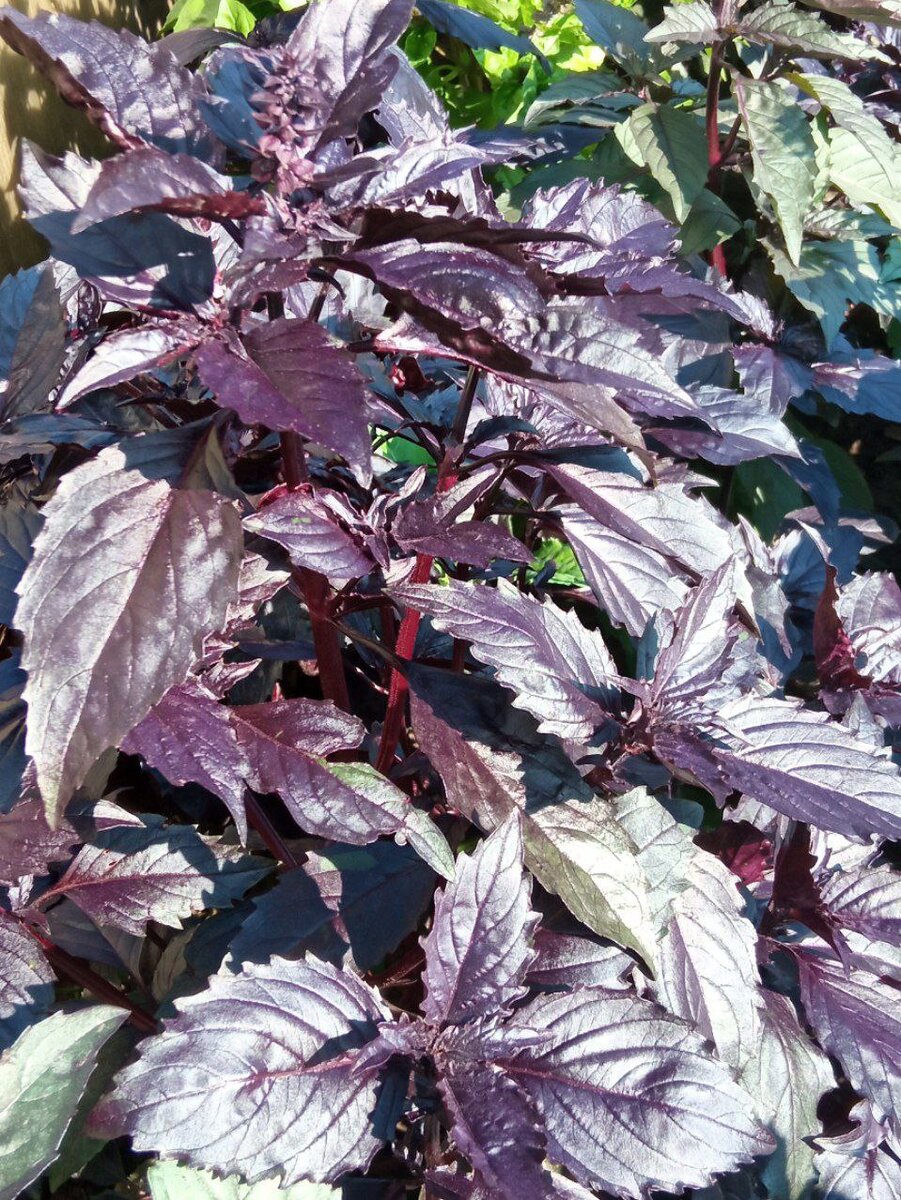 Фото автора. Листья базилика темнеют по мере роста.