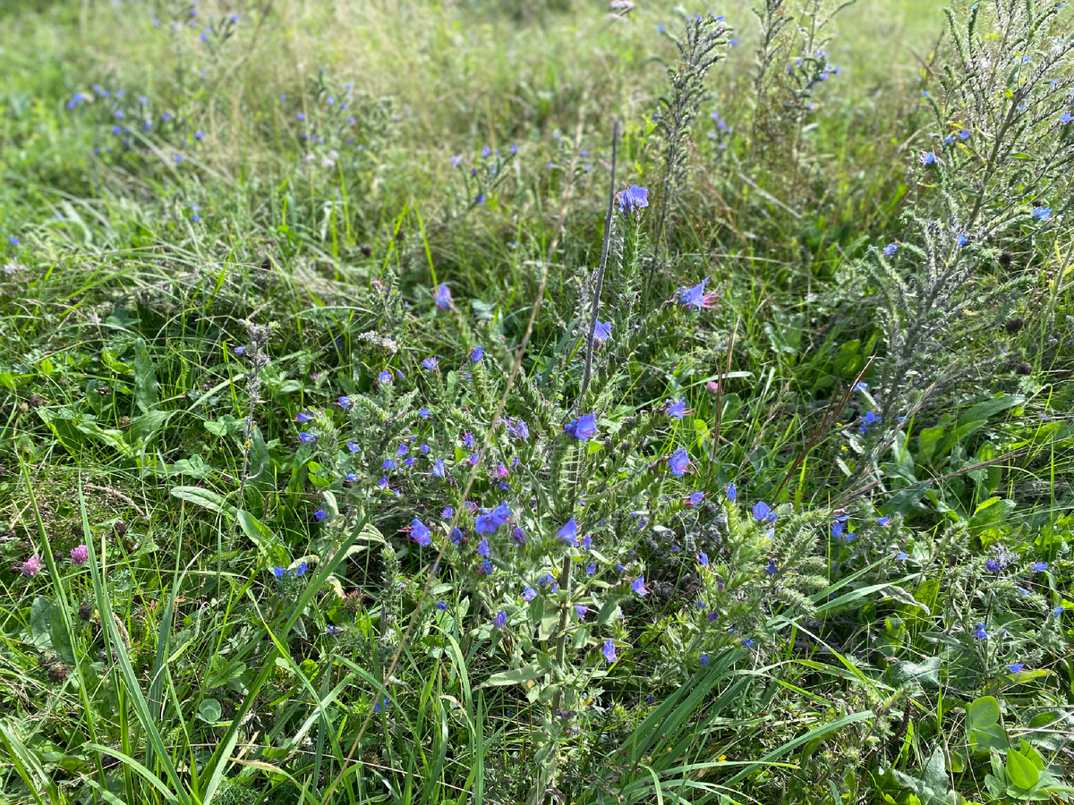 Бабушка ДЕДА всегда звала Васильком. 