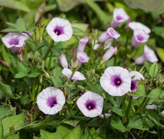 Растение батат. Фото garden.eco