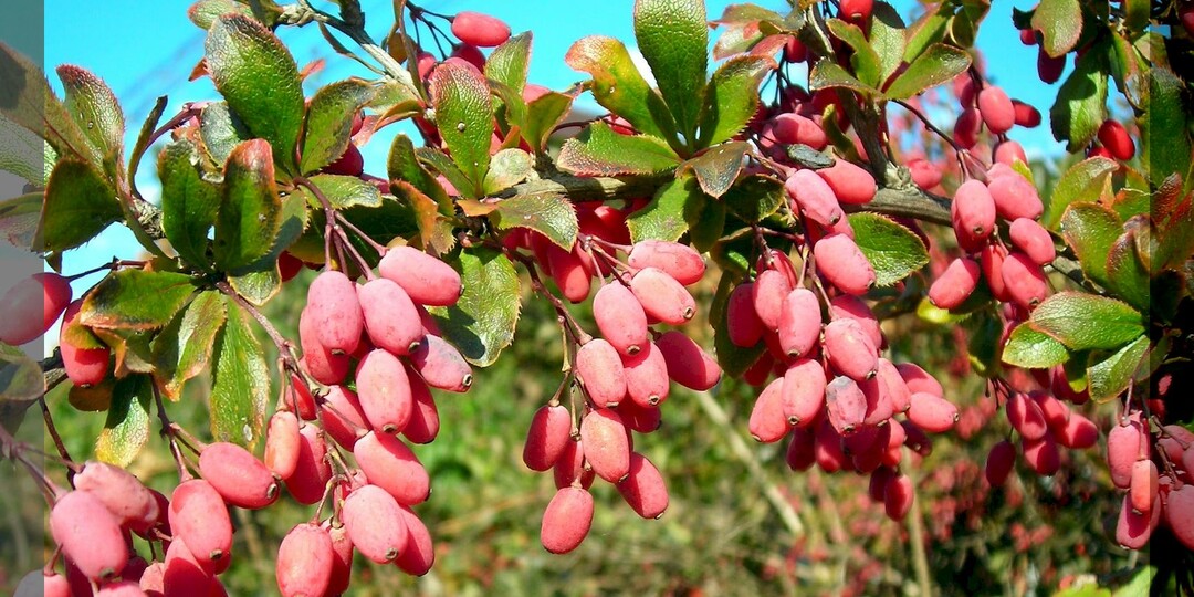 Самые полезные растения в саду и огороде: как правильно посадить шиповник, облепиху, калину, клюкву, барбарис, лимонник китайский