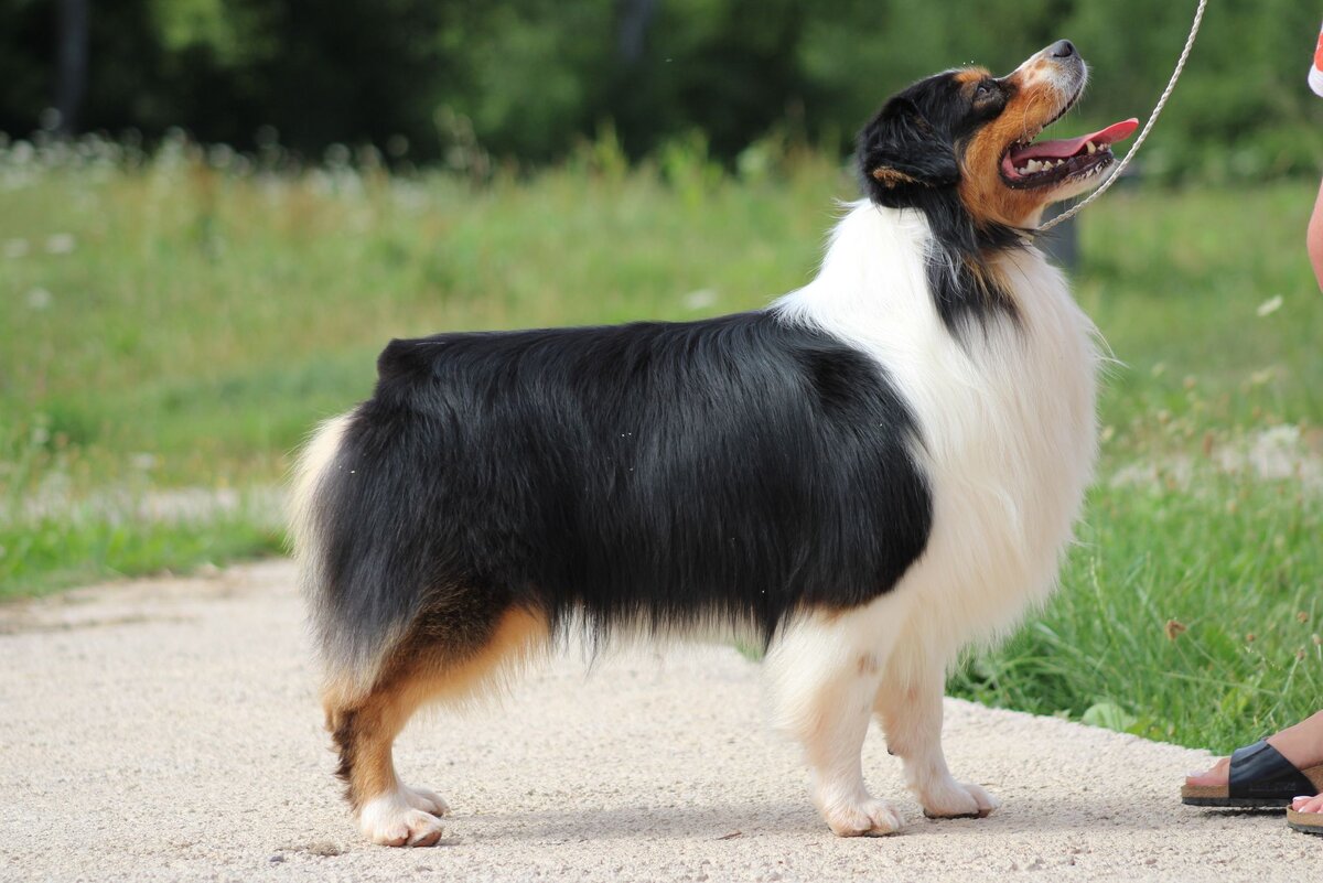 Джонни, наша звездочка