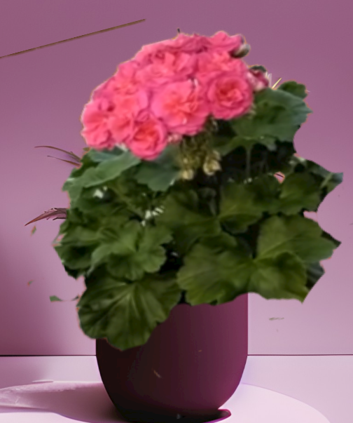 Пеларгония ЮВ-Византия