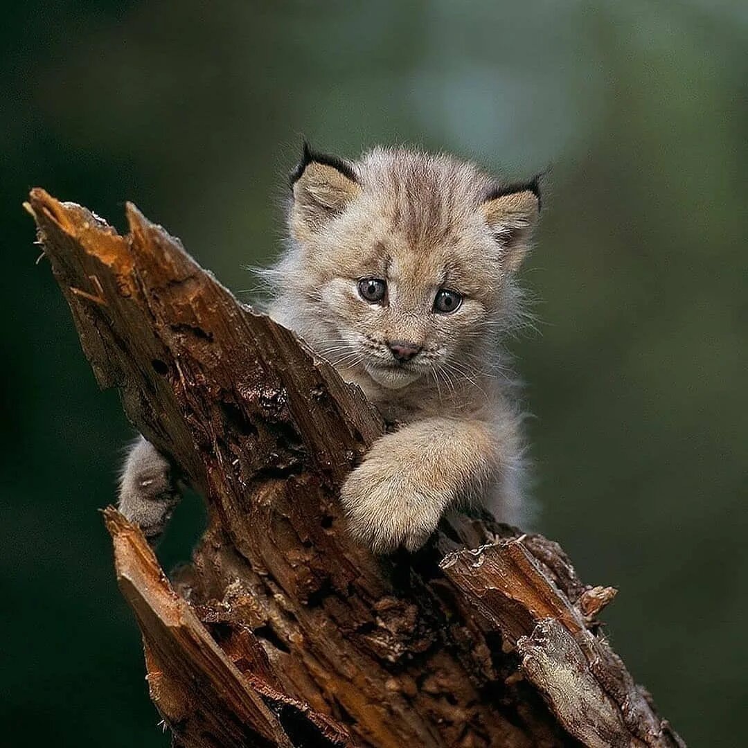 фото из открытого источника