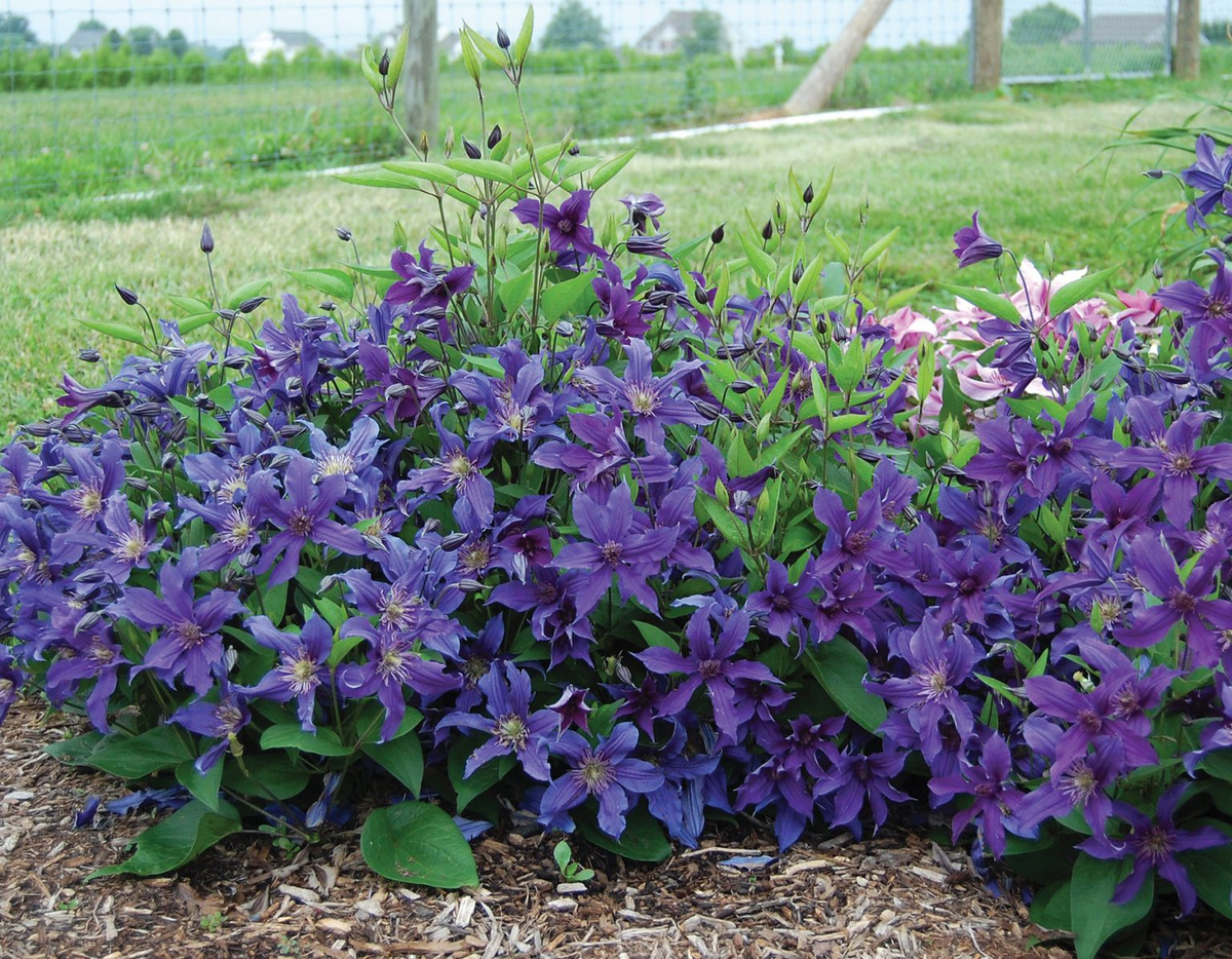 Некоторые виды клематисов без опоры растут как почвопокровные