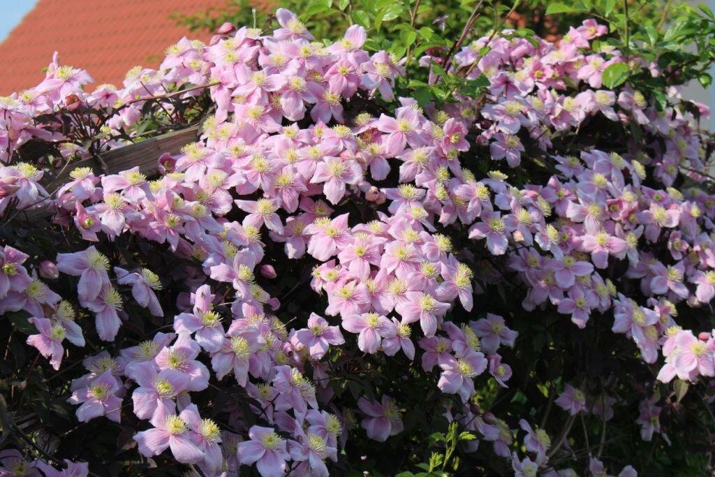 Клематис из группы Монтана