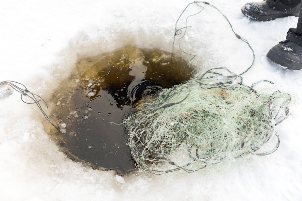 Фото: Rick van der Poorten/Shutterstock/Fotodom