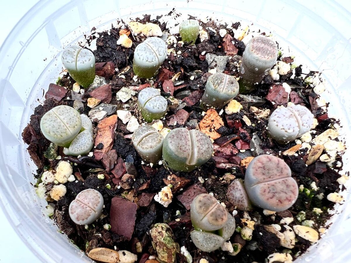 Семена Орешка Суккулент Литопс Lithops hookeri C 051 коричневый 10 шт. - купить 