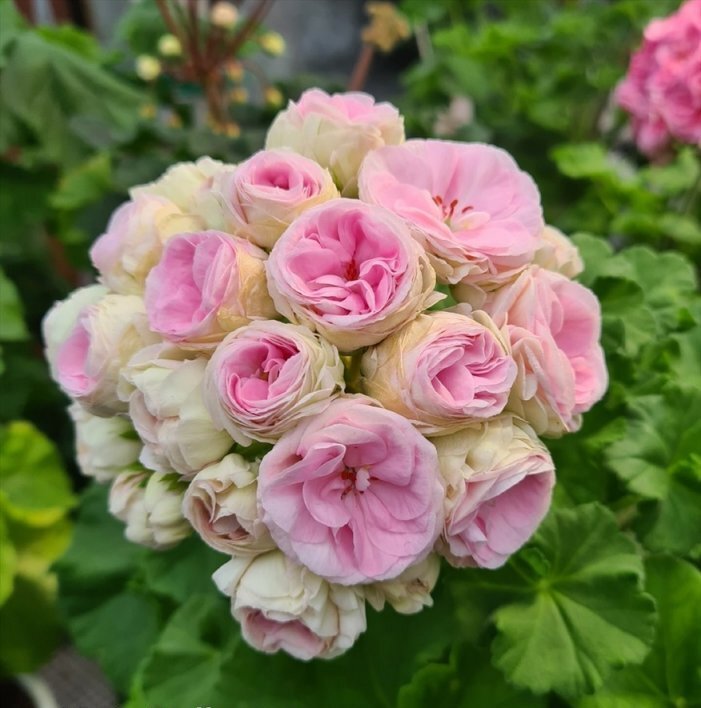 Пеларгония с розовидными цветками