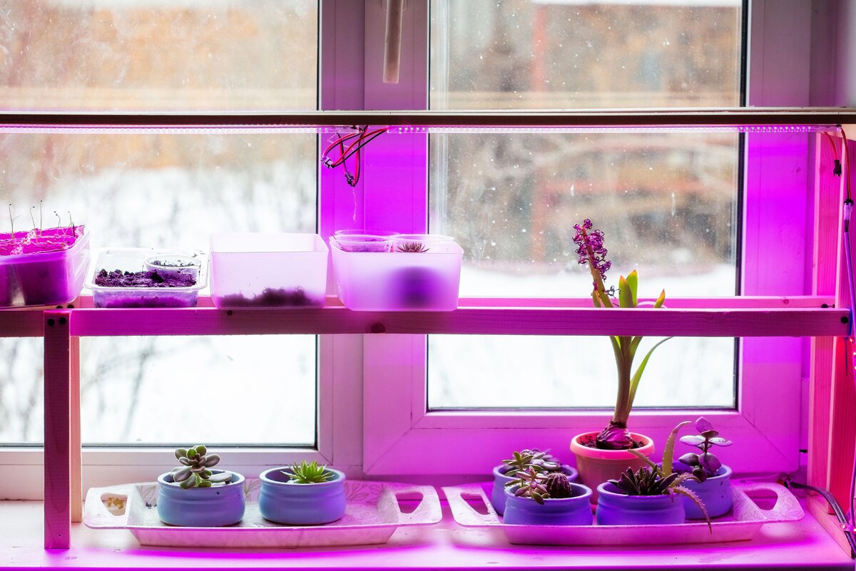     Фитолампа для растений: какую выбрать для рассады