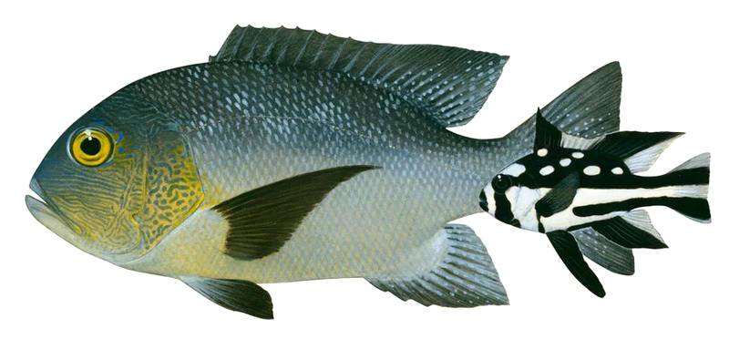 Macolor macularis