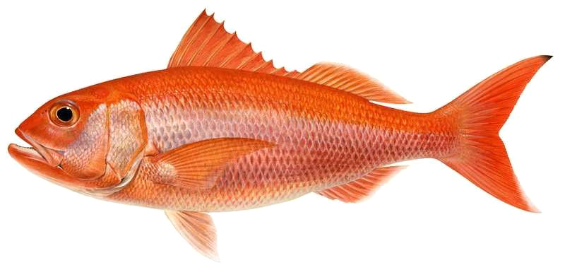 Etelis carbunculus