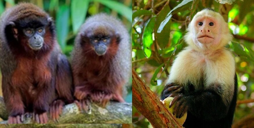 ОБЕЗЬЯНЫ АМЕРИКИ. Медные прыгуны и белогрудый капуцин. (материал из открытых источников)