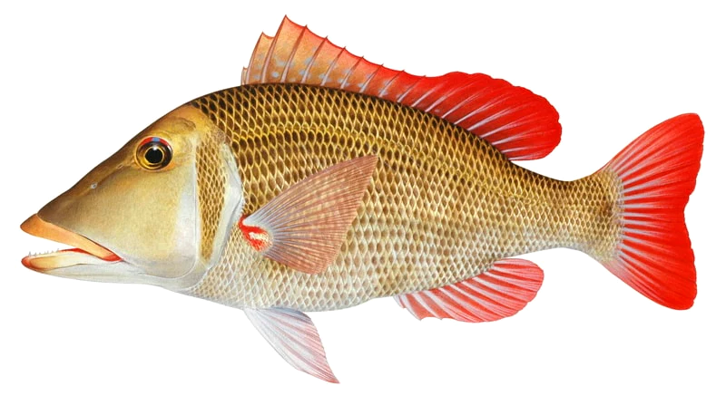 Lethrinus miniatus