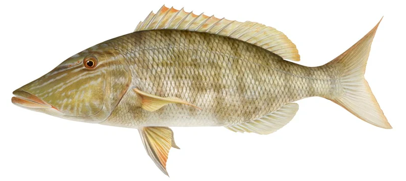 Lethrinus olivaceus