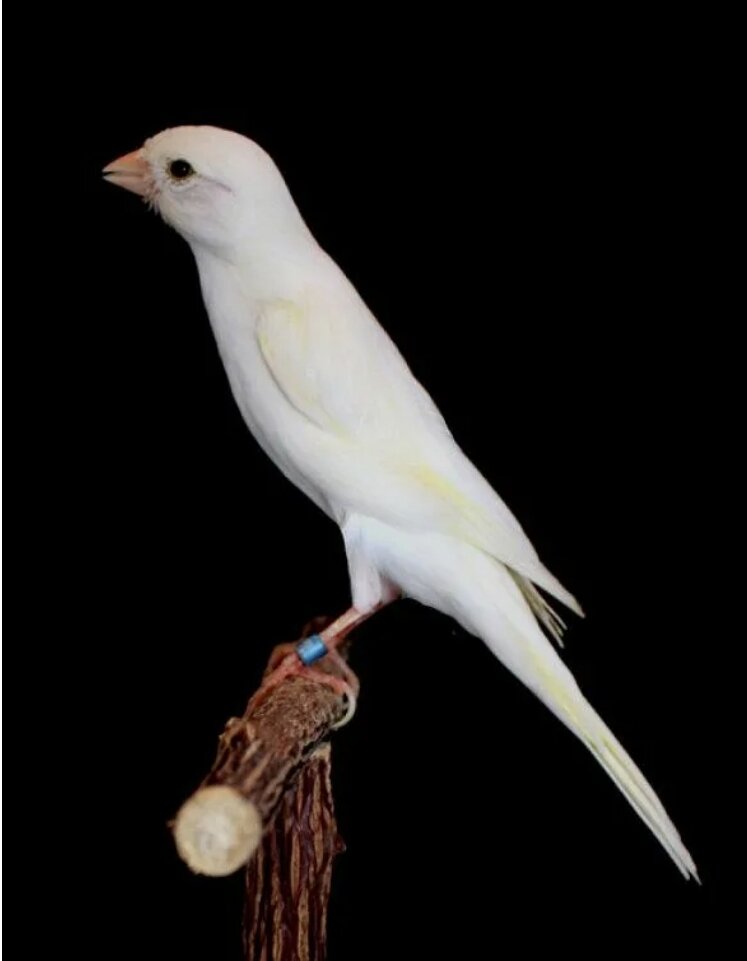 Европейская декоративно миниатюрная канарейка