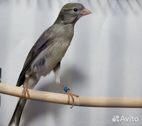 Европейская декоративно миниатюрная канарейка