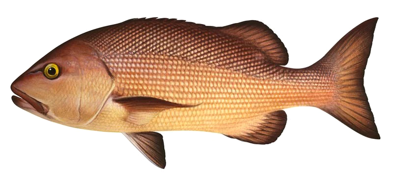 Lutjanus bohar