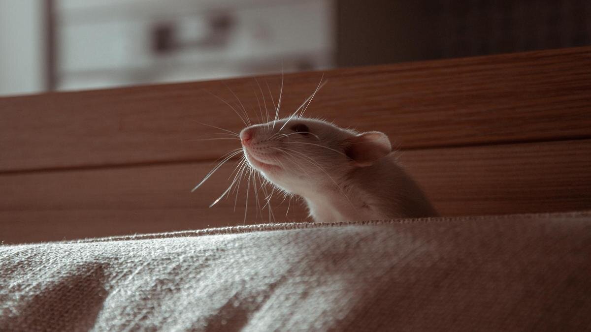    Крыса:Unsplash/Oxana Golubets