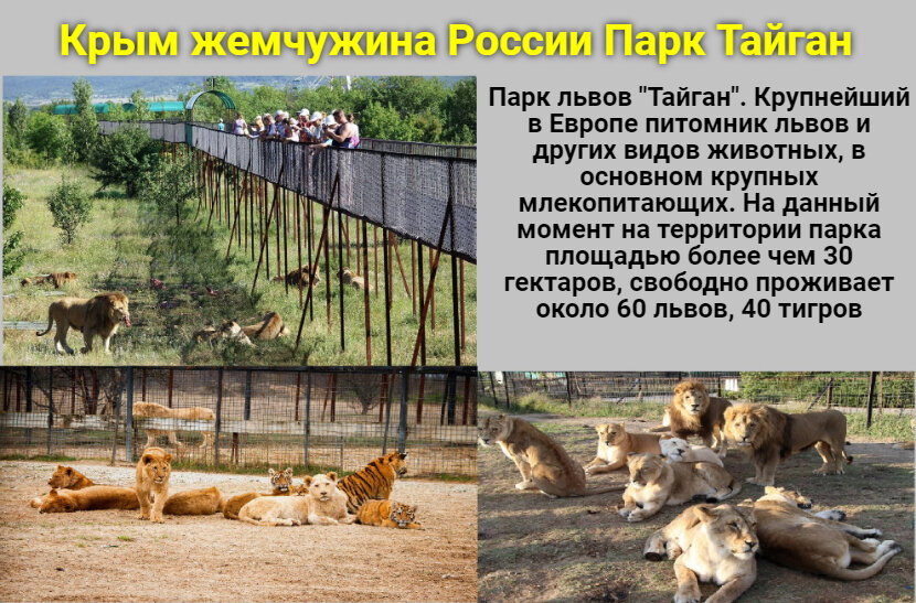 Тайган график работы январь 2025 Тайган график работы январь 2025
