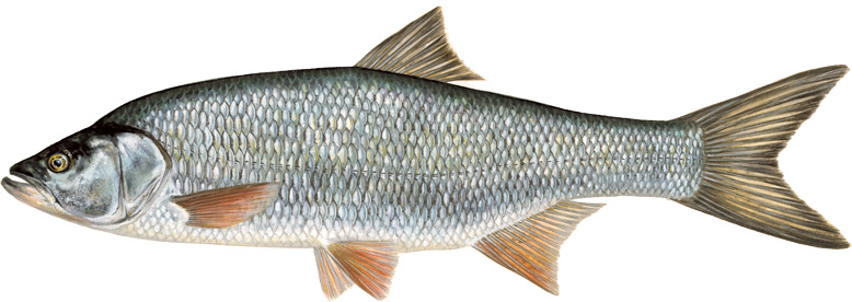 Аspius aspius