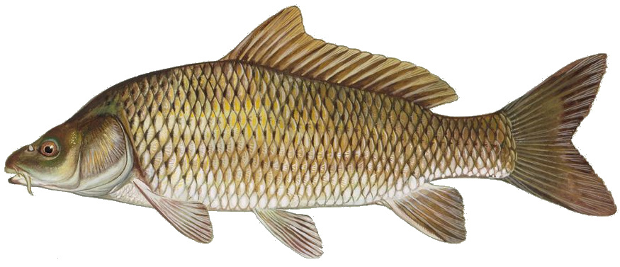 Cyprinus carpio