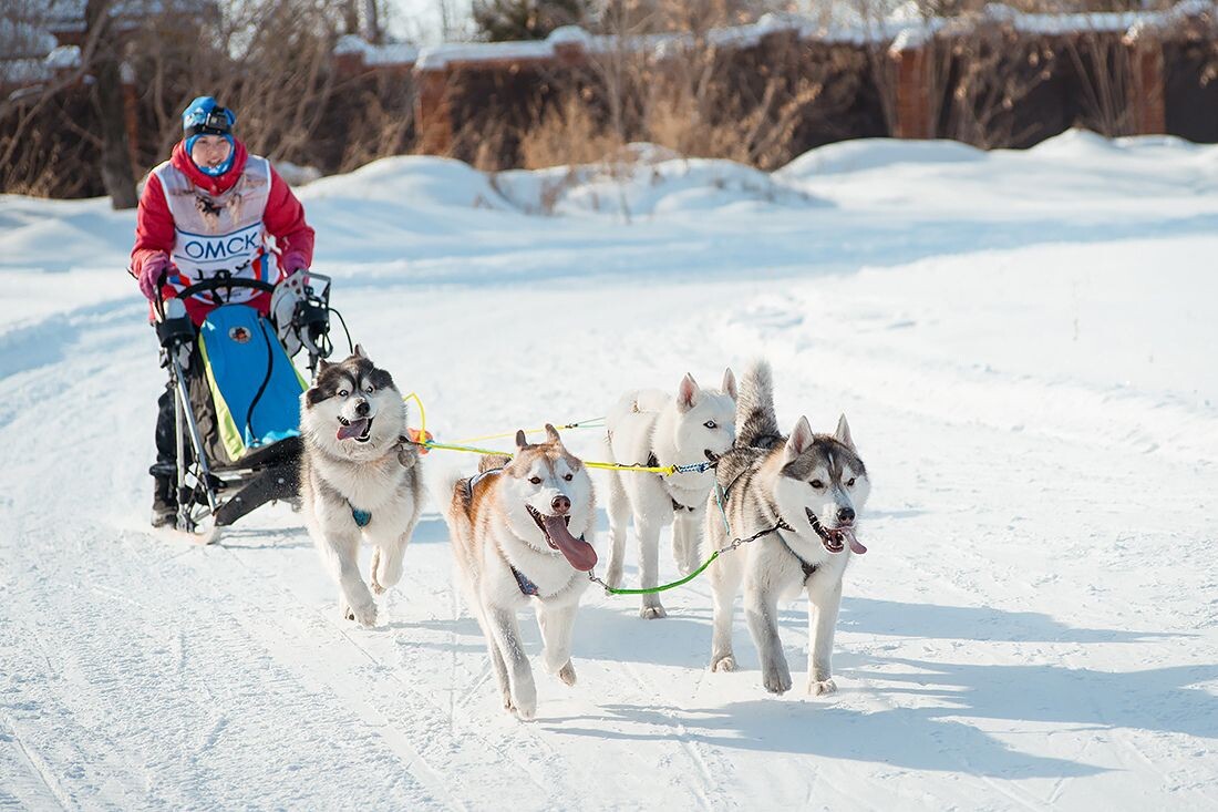 Источник: Фотоархив Федерации ездового спорта