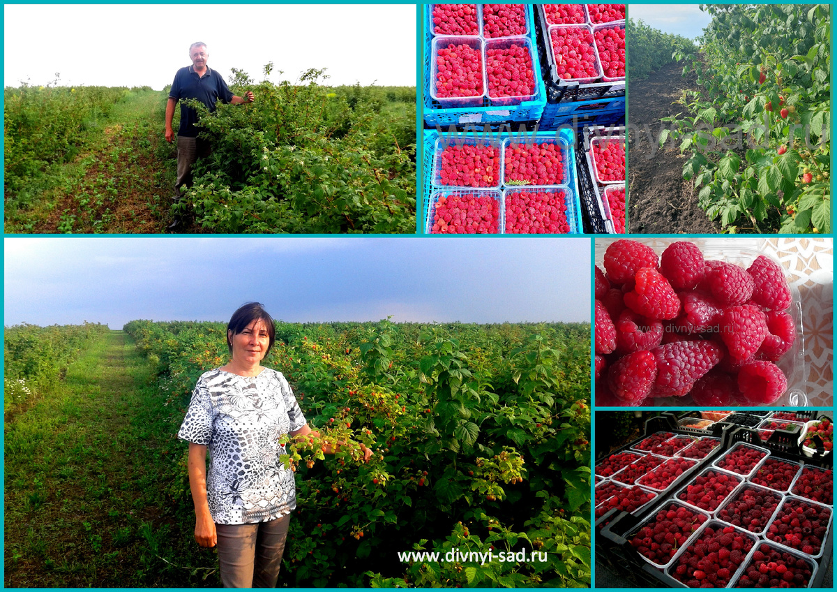 наши посадки малины