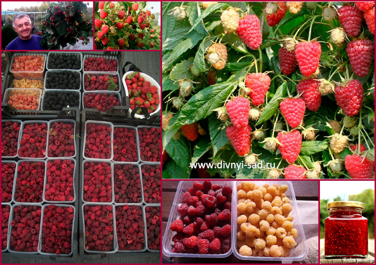 Свежая ягода хозяйство Дивный Сад