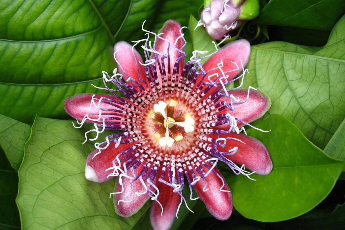     7 самых экзотических цветов для дома