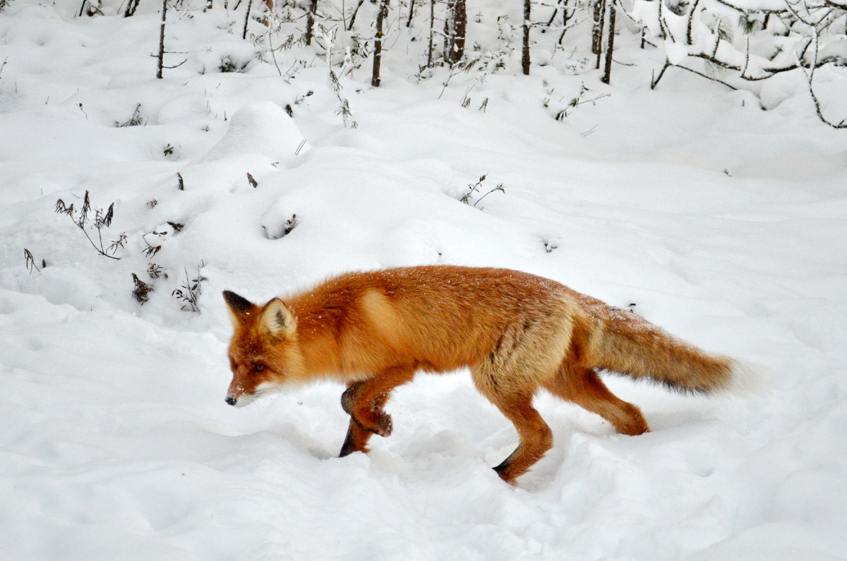 Встреча с лисом