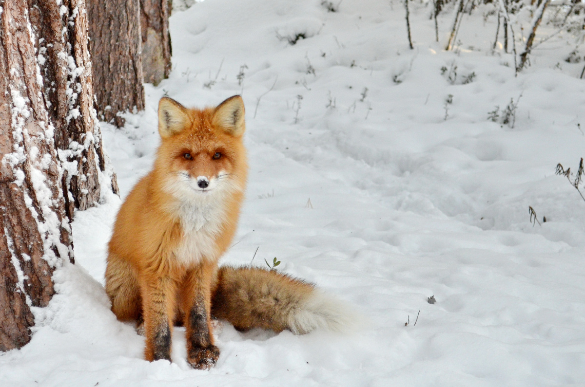 Лис пришел поздороваться.