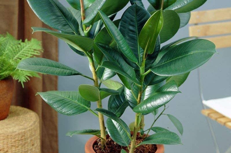     Фикус каучуконосный: как правильно ухаживать за ним в домашних условиях