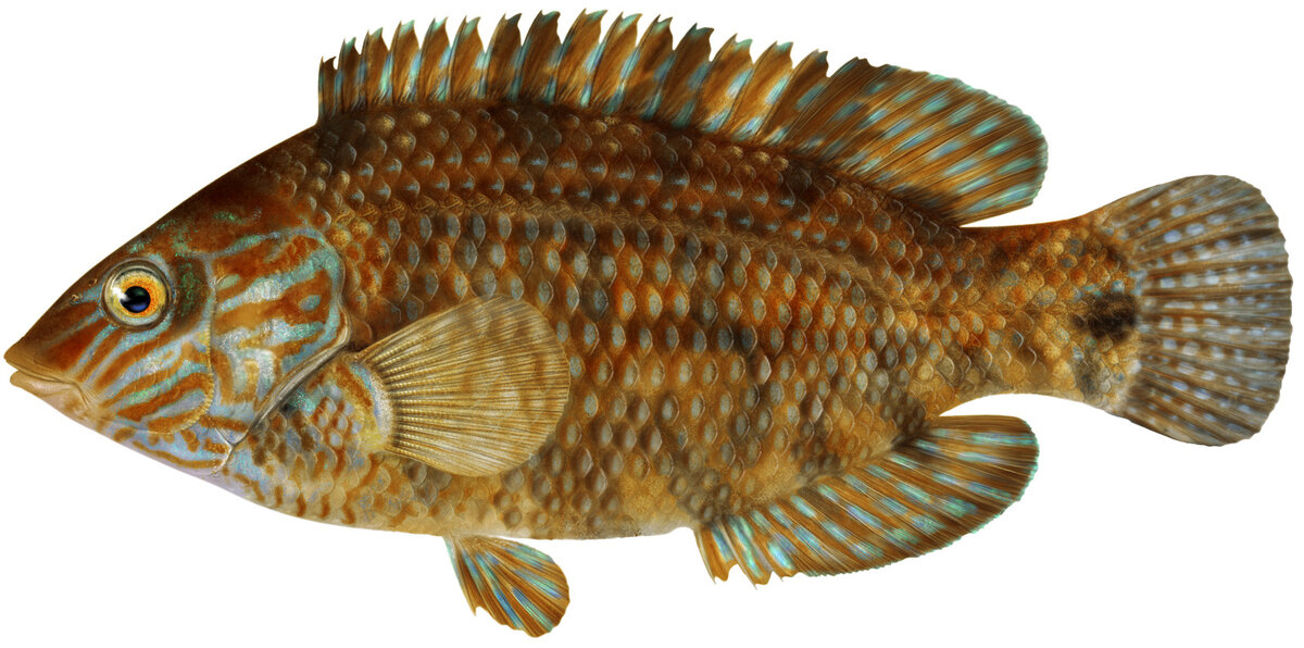 Symphodus melops