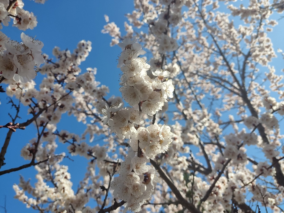 Абрикос цветет