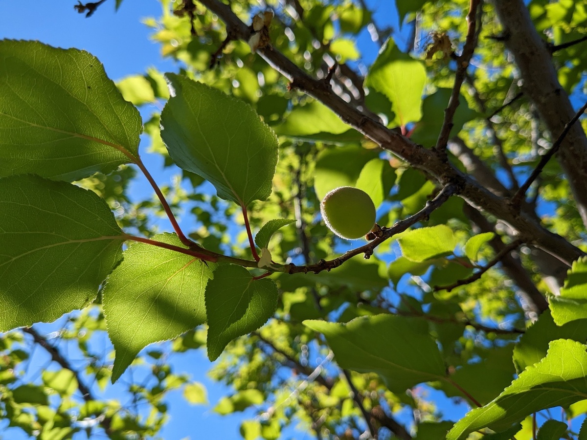 Абрикос завязался