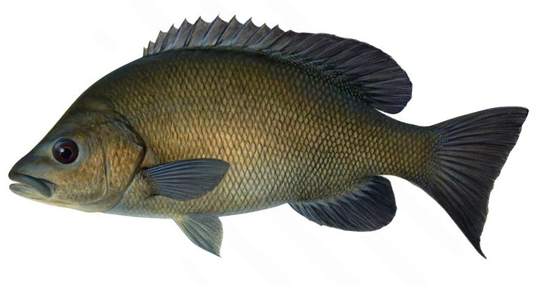 Hephaestus fuliginosus