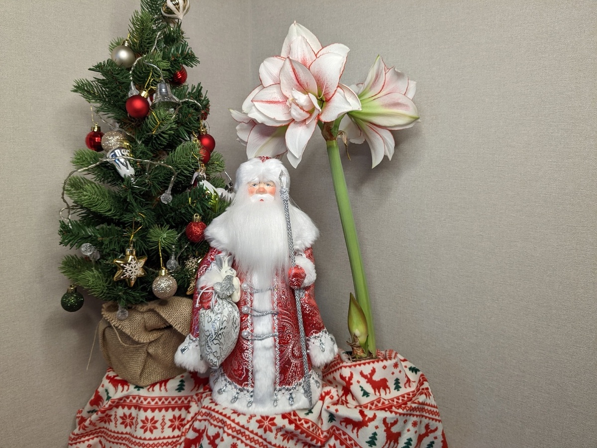 Гиппеаструм Elvas дедморозит